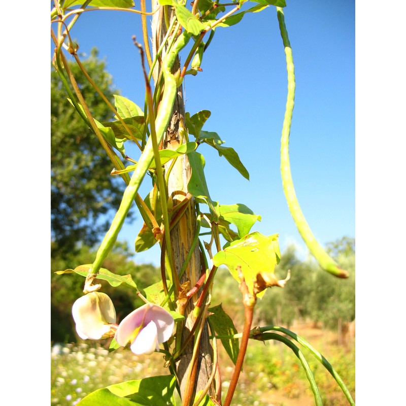 vigna unguiculata (l.) walp.