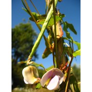 vigna unguiculata (l.) walp.