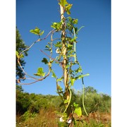 vigna unguiculata (l.) walp.