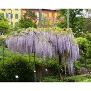 wisteria floribunda (willd.) dc