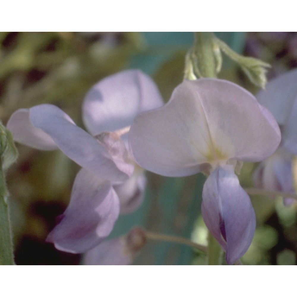 wisteria sinensis (sims) sweet