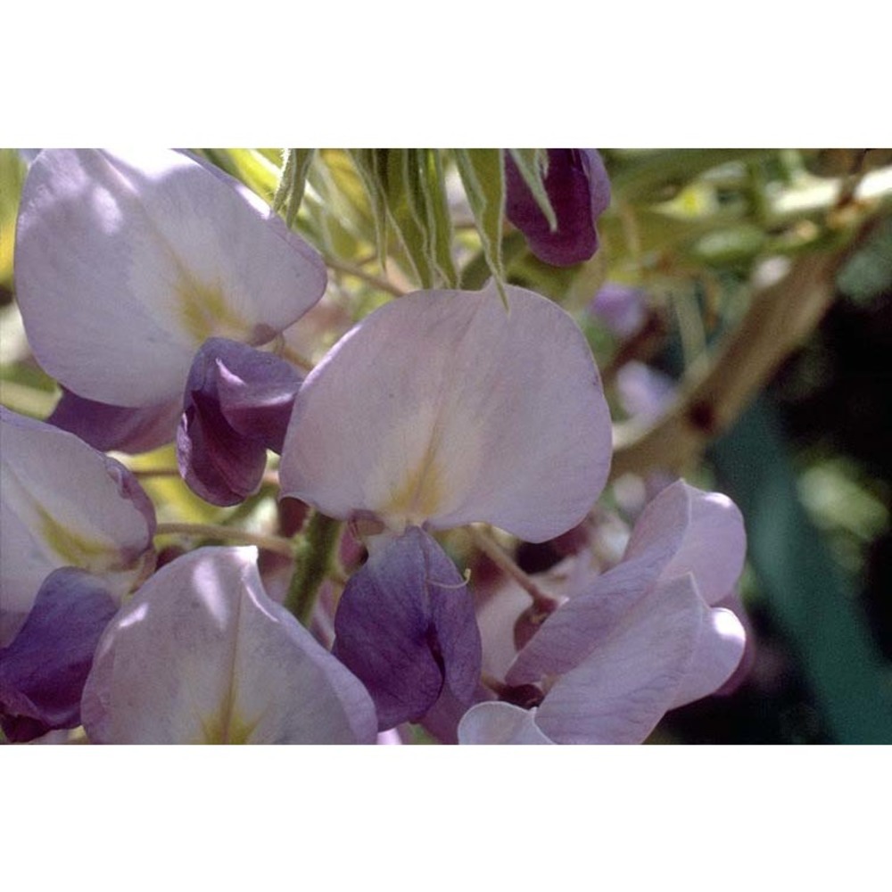 wisteria sinensis (sims) sweet