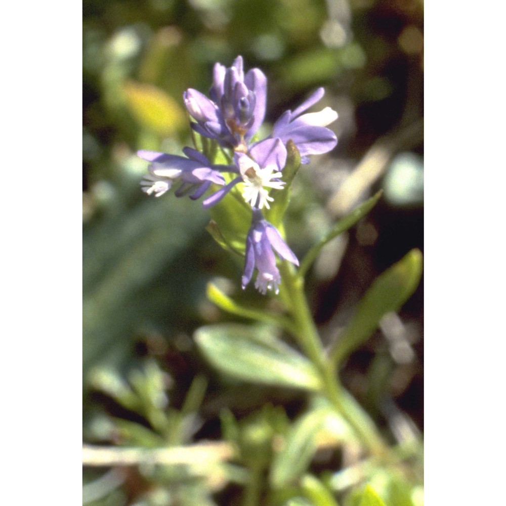 polygala alpestris rchb.