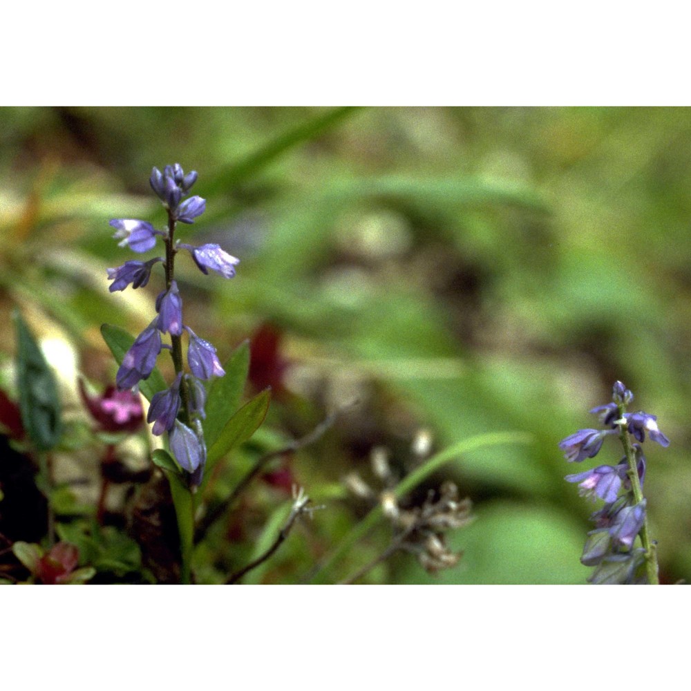 polygala alpestris rchb.