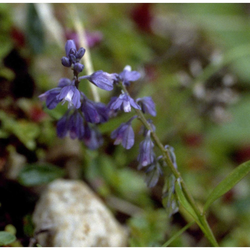 polygala alpestris rchb.