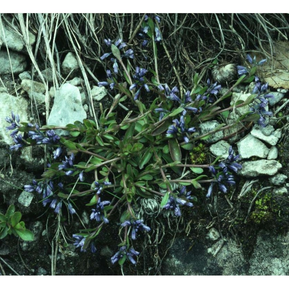 polygala alpina (poir.) steud.