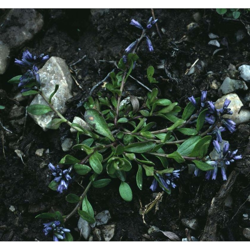 polygala alpina (poir.) steud.