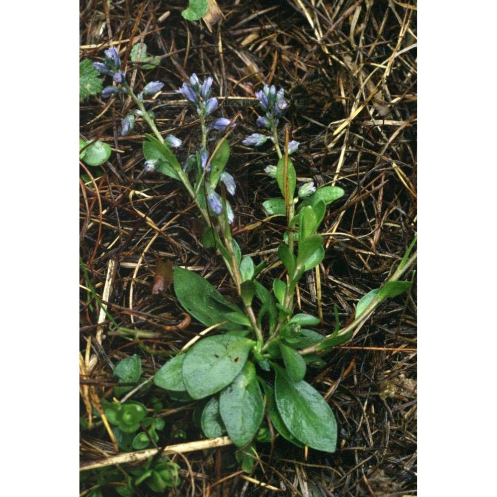 polygala alpina (poir.) steud.