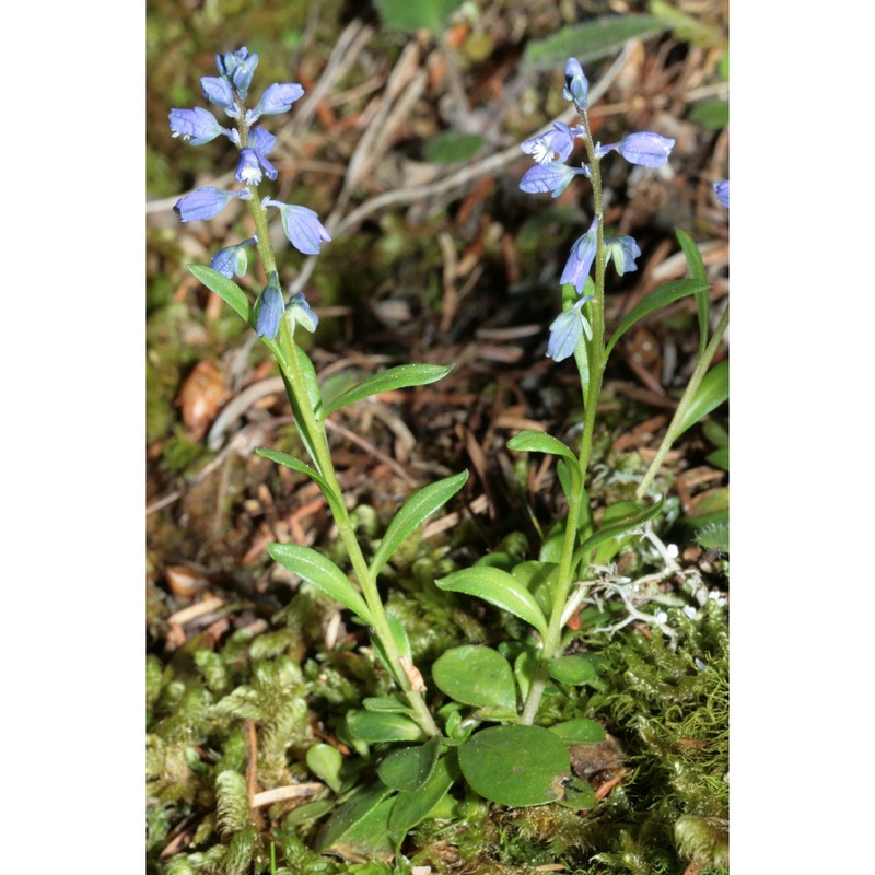 polygala amara l. subsp. brachyptera (chodat) hayek