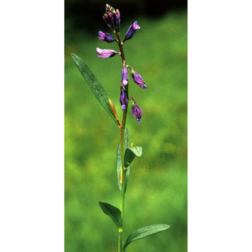 polygala amarella crantz