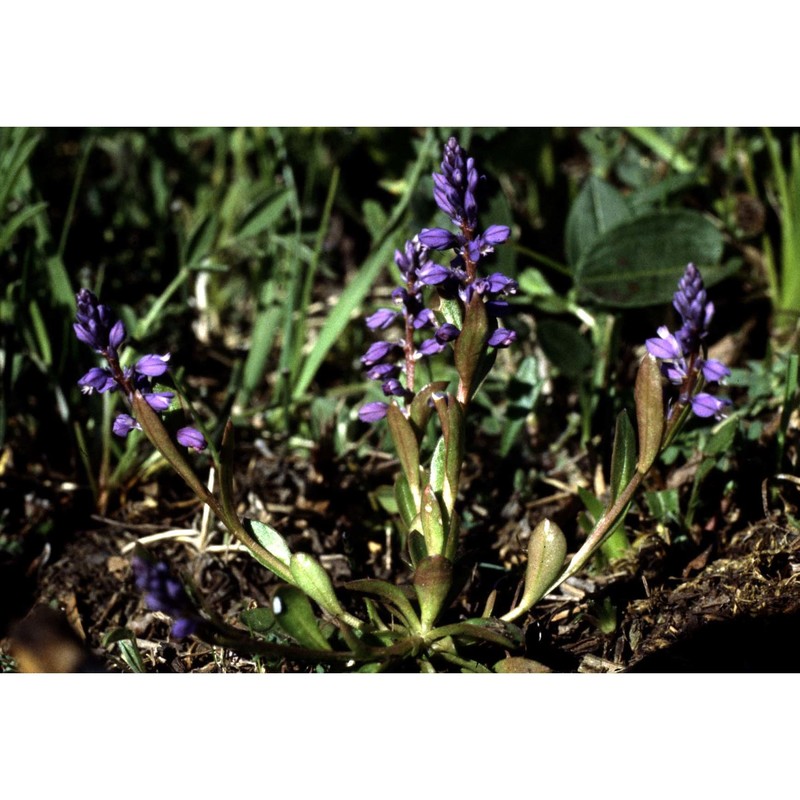 polygala amarella crantz