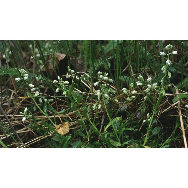 polygala amarella crantz