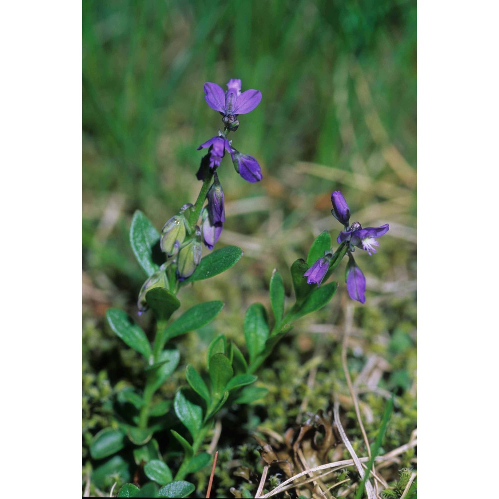 polygala angelisii ten.