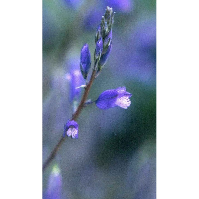 polygala apiculata porta