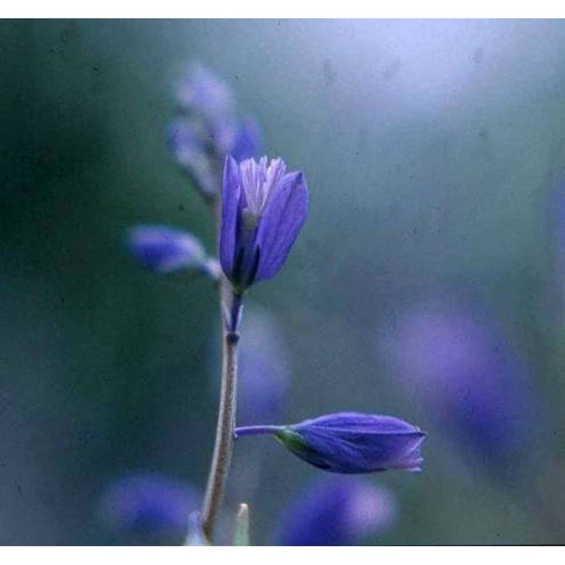 polygala apiculata porta