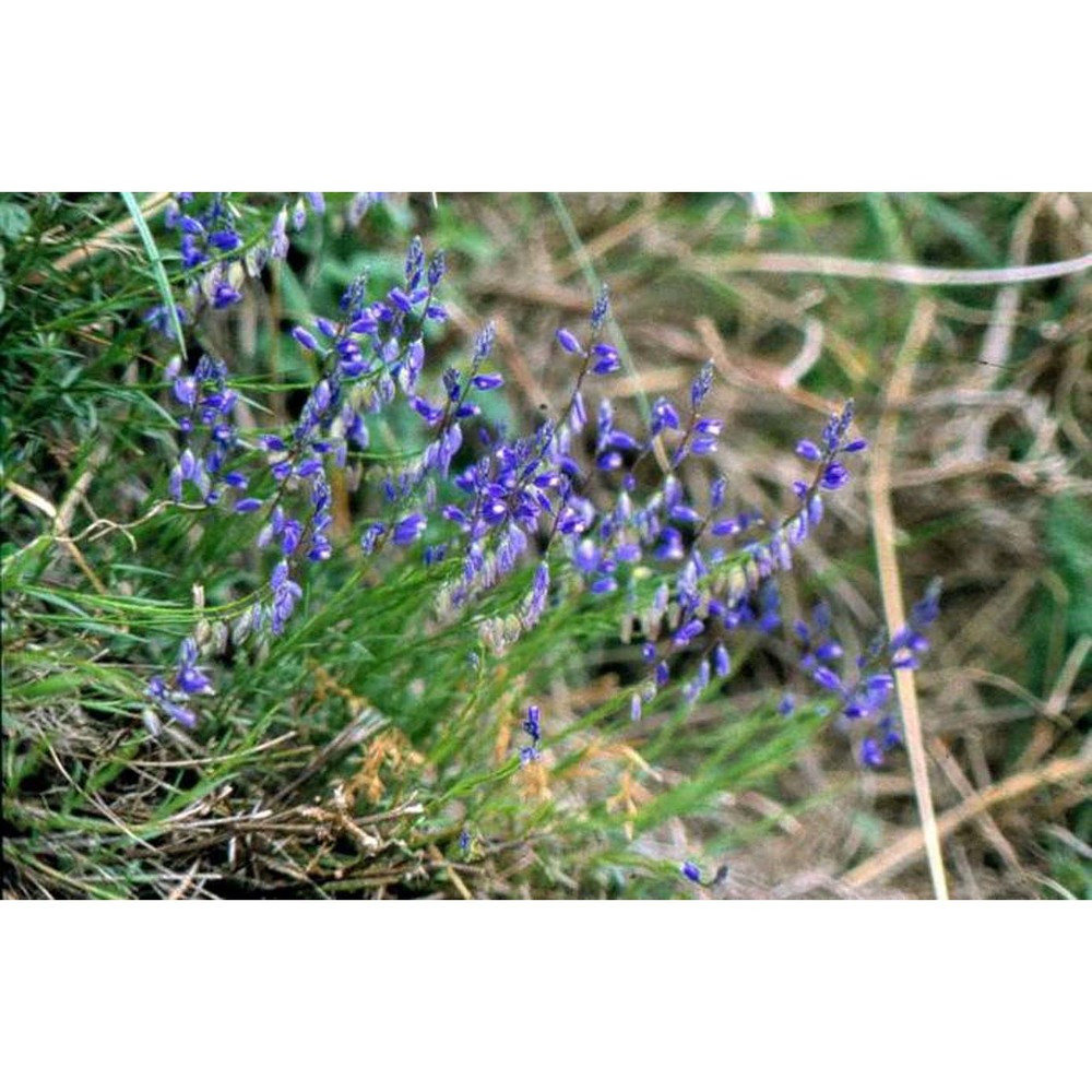 polygala apiculata porta