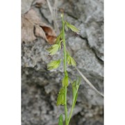 polygala carueliana (benn.) burnat