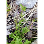 polygala carueliana (benn.) burnat