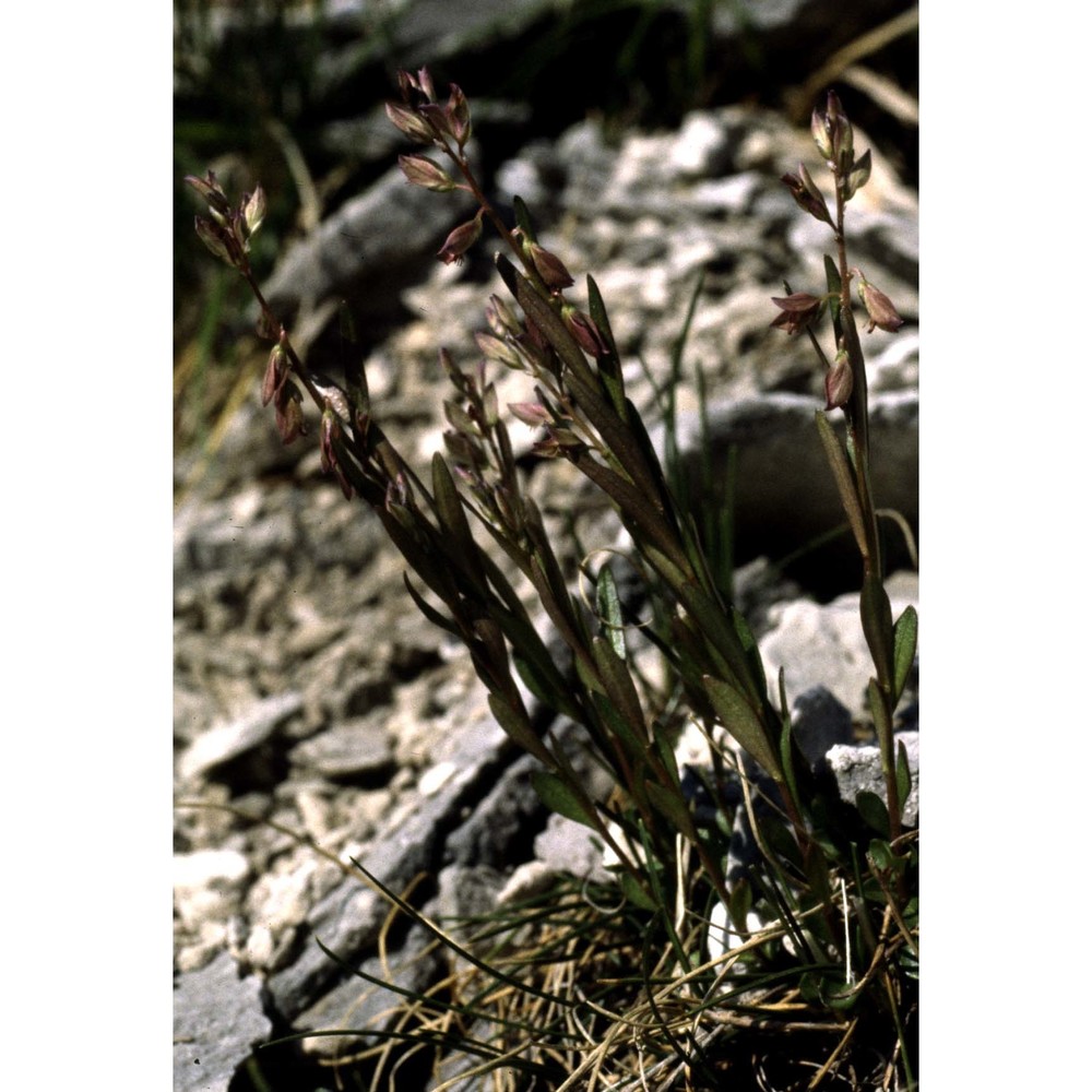 polygala carueliana (benn.) burnat