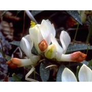 polygala chamaebuxus l.