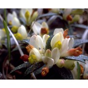 polygala chamaebuxus l.