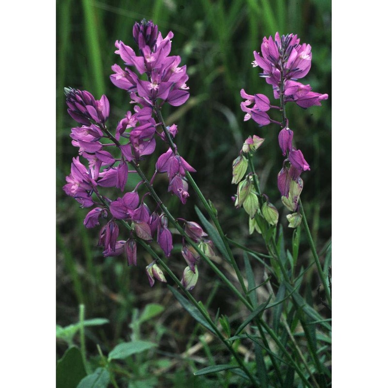 polygala comosa schkuhr