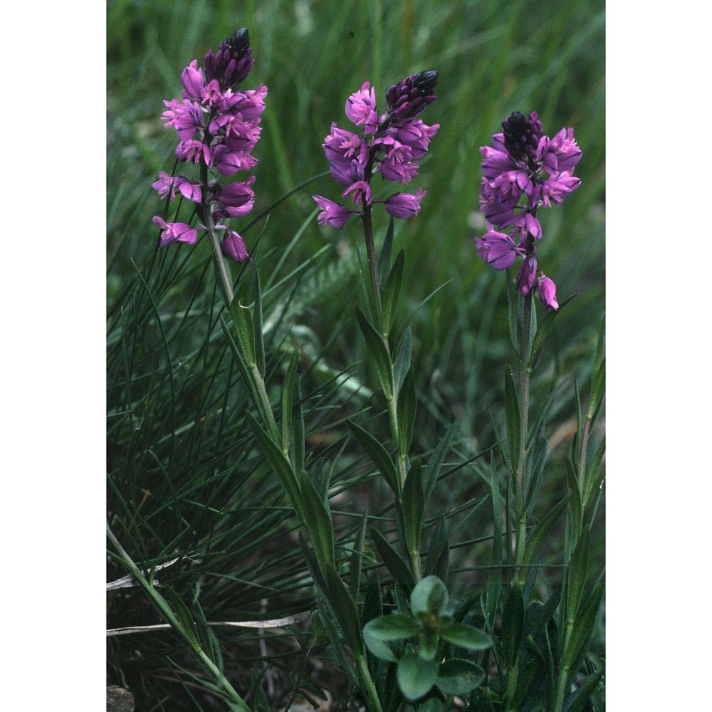 polygala comosa schkuhr