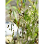 polygala exilis dc.