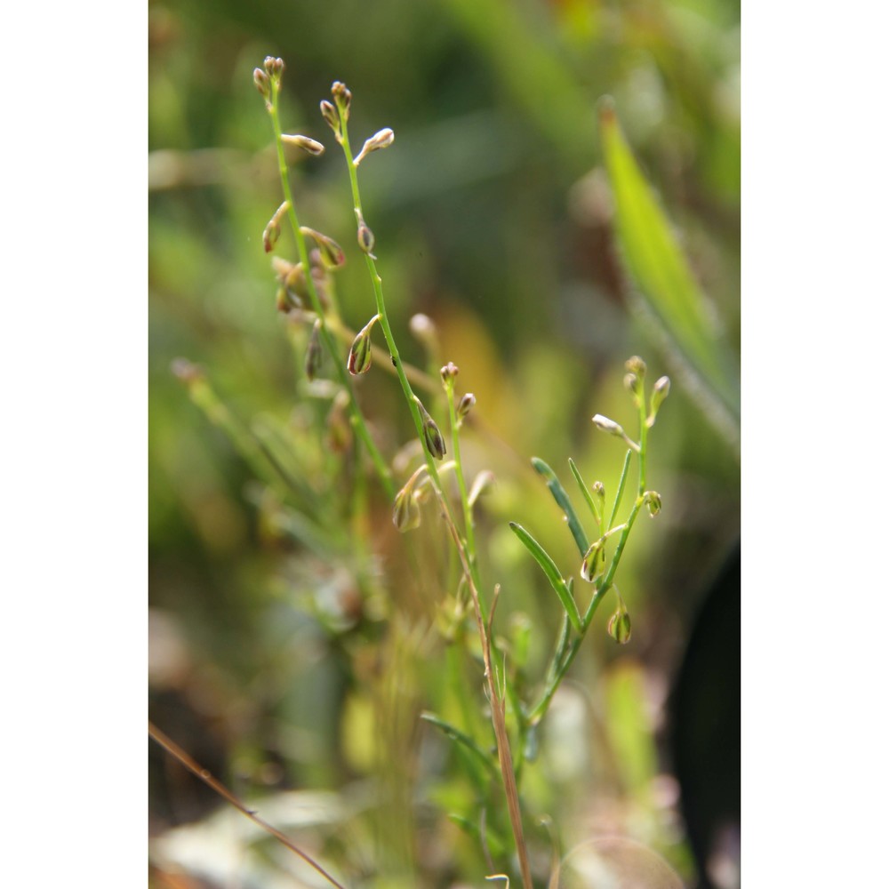 polygala exilis dc.