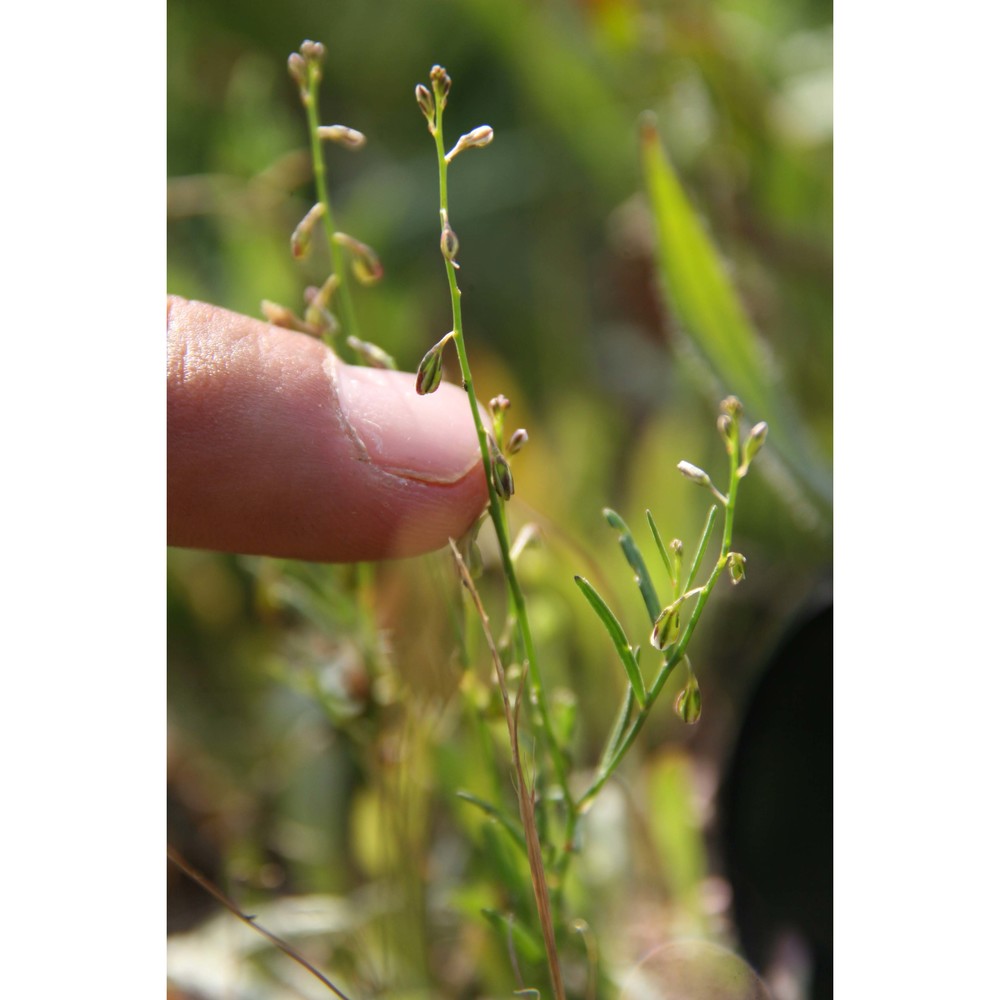 polygala exilis dc.