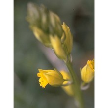 polygala flavescens dc.