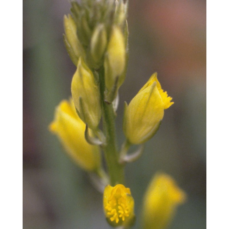 polygala flavescens dc.