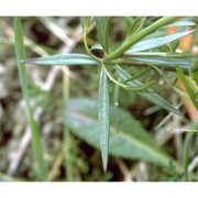 polygala flavescens dc.