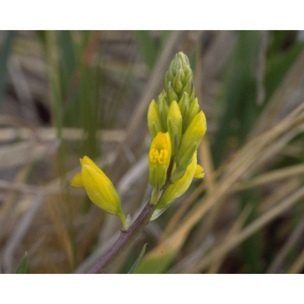 polygala flavescens dc.