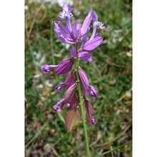 polygala major jacq.