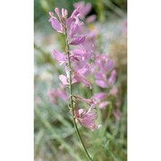 polygala major jacq.