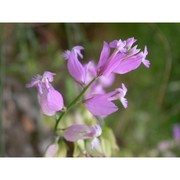 polygala major jacq.