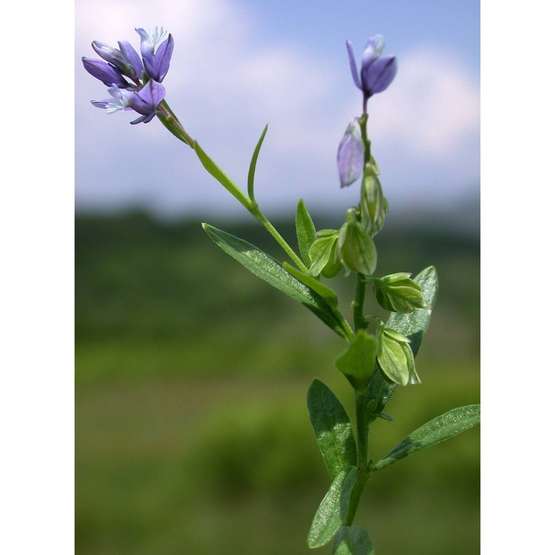 polygala monspeliaca l.