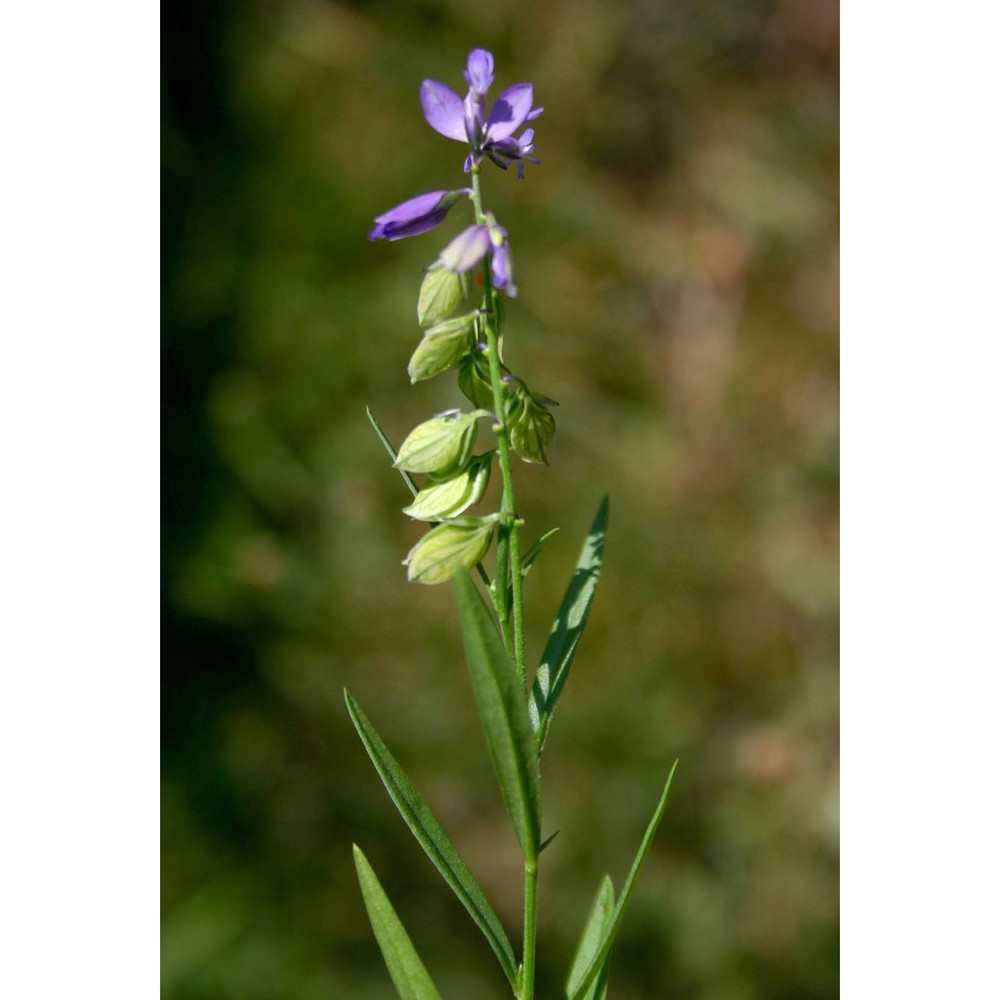 polygala monspeliaca l.