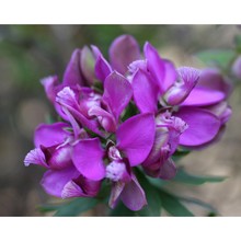 polygala myrtifolia l.