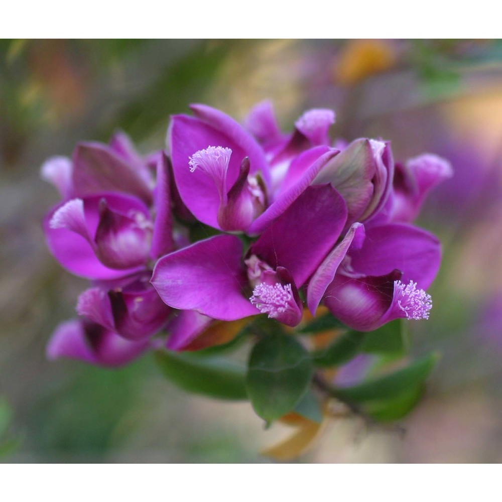 polygala myrtifolia l.