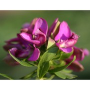 polygala myrtifolia l.