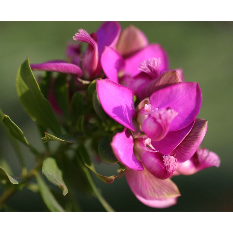 polygala myrtifolia l.