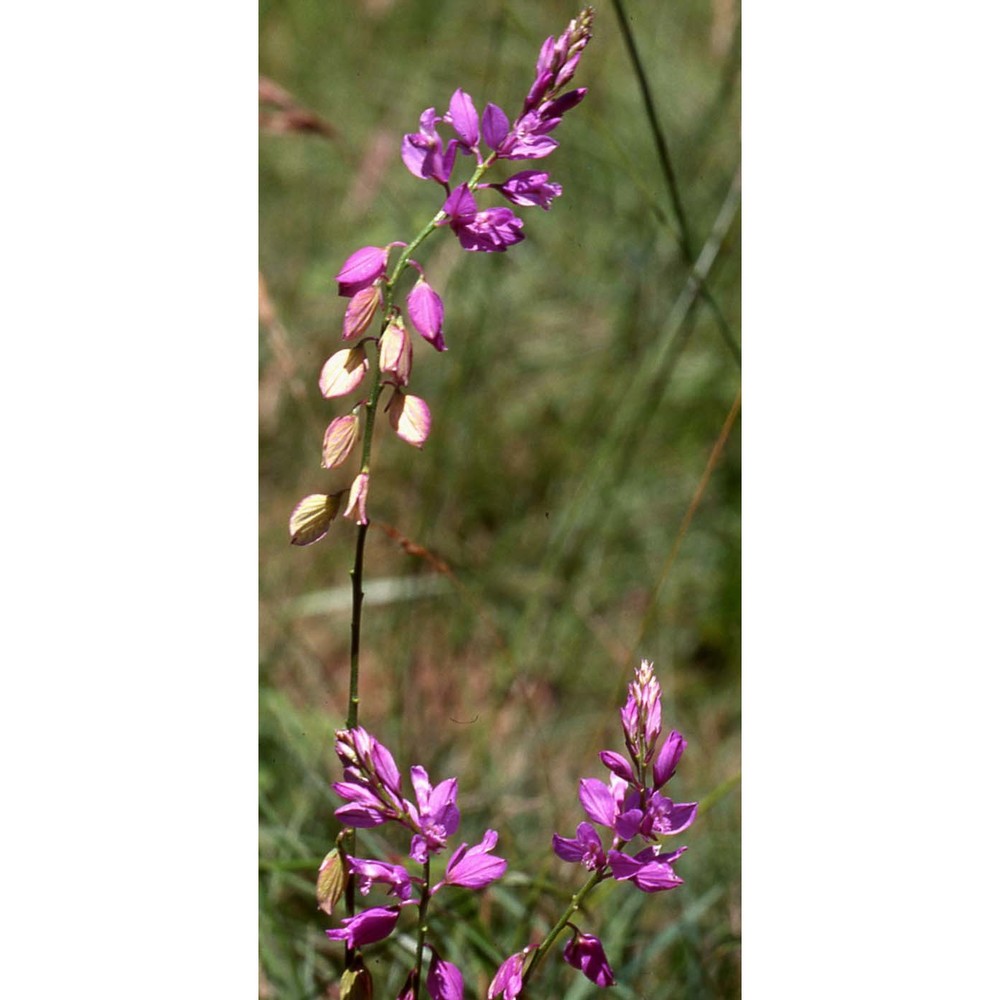 polygala nicaeensis risso