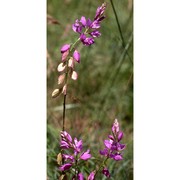 polygala nicaeensis risso