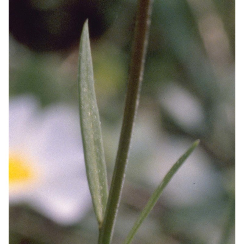 polygala nicaeensis risso