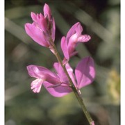 polygala nicaeensis risso