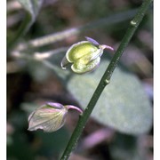 polygala nicaeensis risso