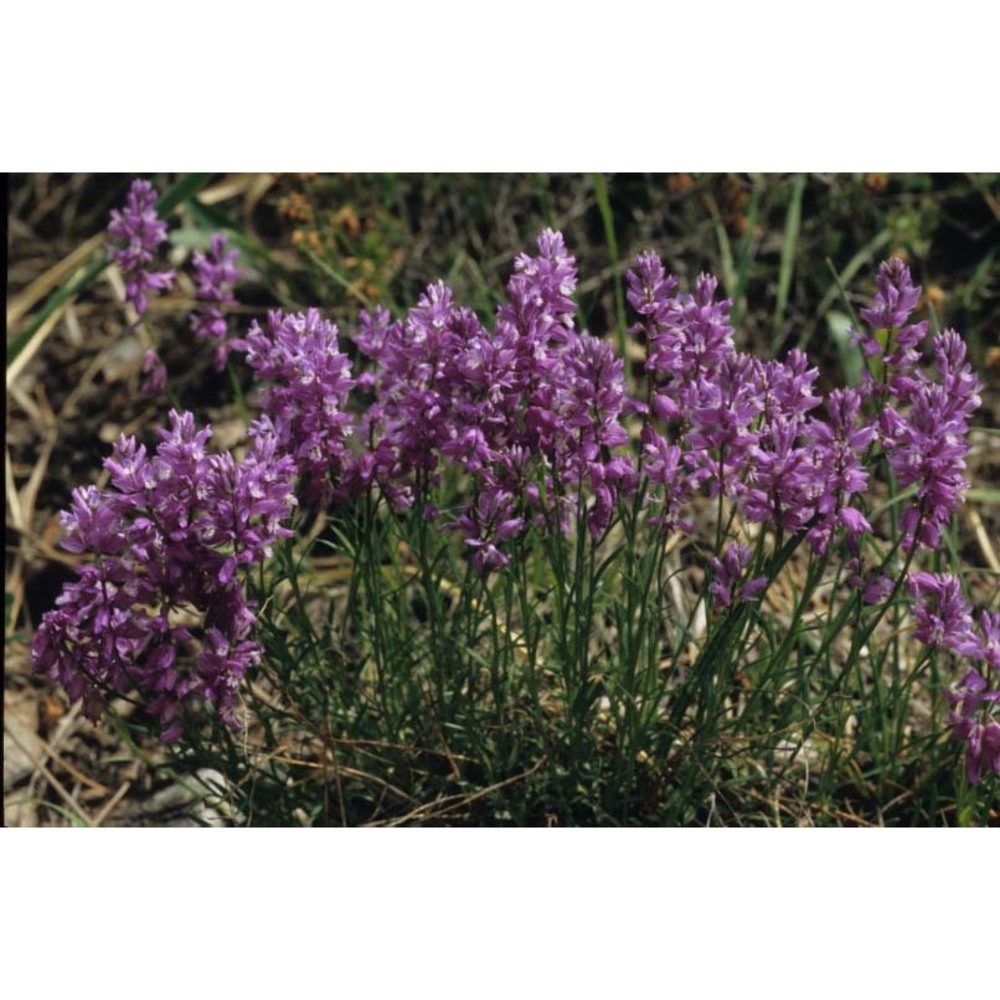 polygala pedemontana e. p. perrier et b. verl.