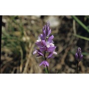 polygala pedemontana e. p. perrier et b. verl.